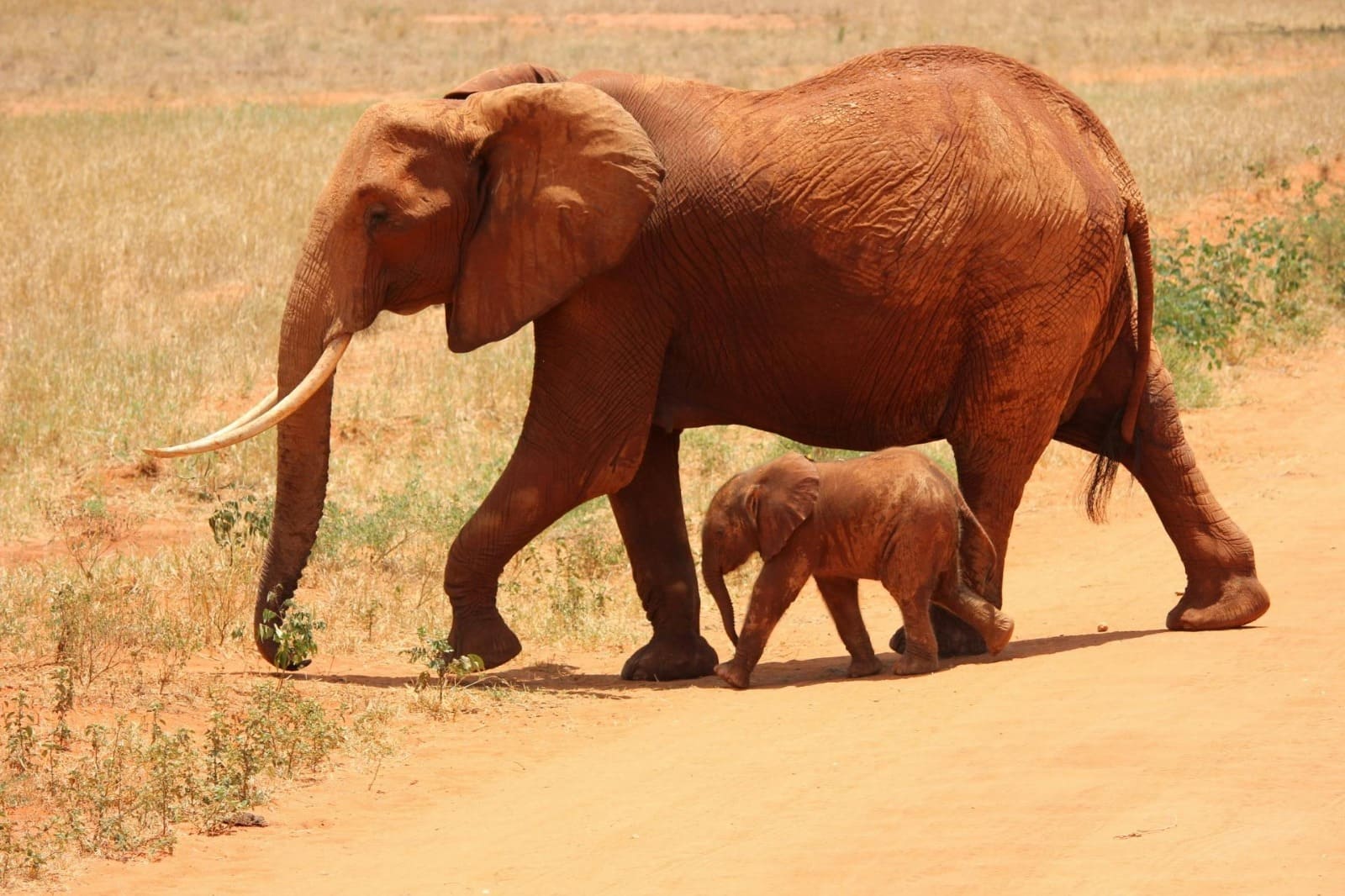 Elephant Family in Masai Mara