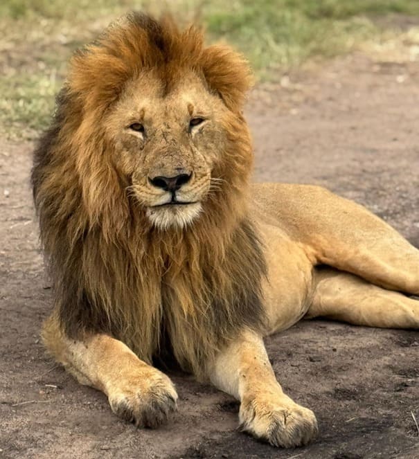BeKenya Safari Adventure